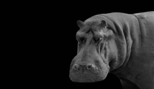 Великий Heavy Hippopotamus Обличчя Темному Тлі — стокове фото