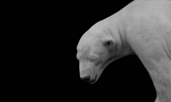 Белый Медведь Милый Черном Фоне — стоковое фото