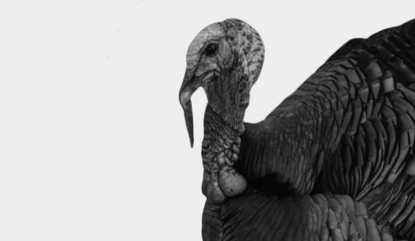 Gran Pavo Pájaro Primer Plano Negro Fondo — Foto de Stock