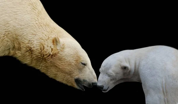 Bella Madre Bambino Orso Polare Carino Faccia Sullo Sfondo Nero — Foto Stock