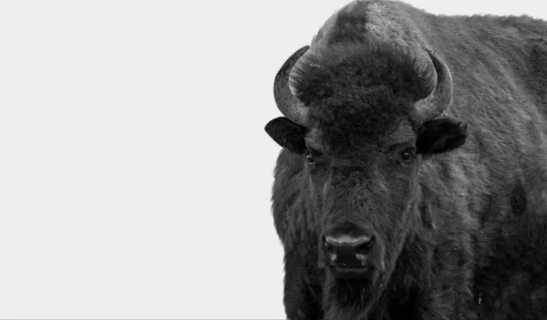 Starker Schwarzer Und Weißer Bison Isoliert Auf Weißem Hintergrund — Stockfoto