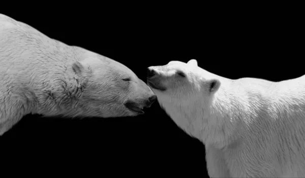 Güzel Çift Kutup Ayısı Birbirine Aşık — Stok fotoğraf