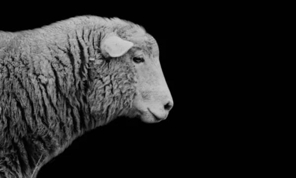 Cute Sheep Face Dark Background — Stock Photo, Image