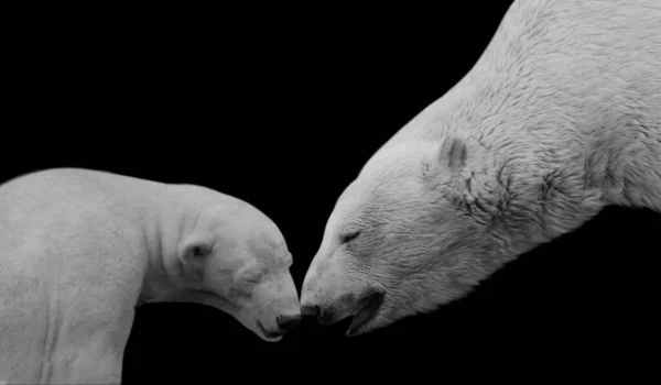 Μαύρο Και Άσπρο Μαμά Και Μωρό Πολική Αρκούδα Στο Μαύρο — Φωτογραφία Αρχείου