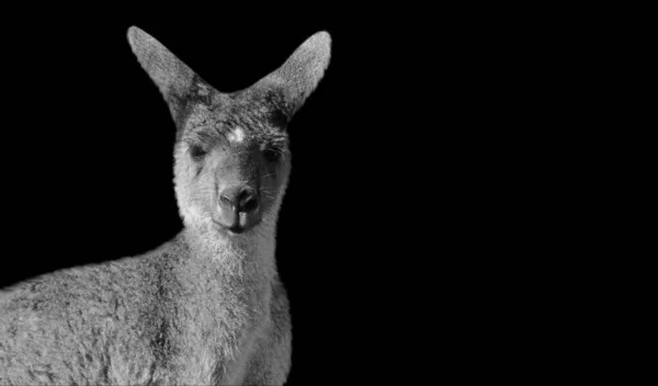 Känguru Porträt Vor Dunklem Hintergrund — Stockfoto