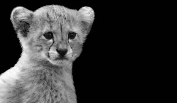 Svart Och Vit Jaguar Cub Närbild Den Mörka Bakgrunden — Stockfoto
