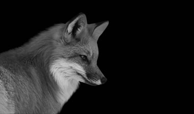 Siyah Arkaplanda Sevimli Kızıl Tilki