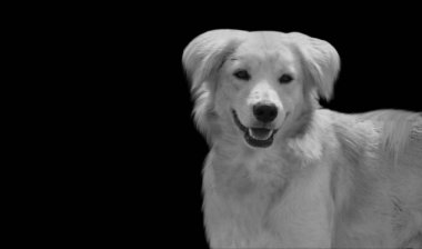 Siyah arka planda şirin beyaz Kokoni Köpek Kapanış Yüzü