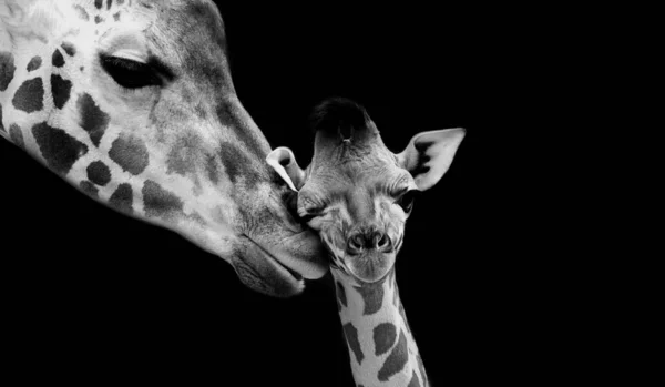 Maman Bébé Girafe Visage Fond Noir — Photo