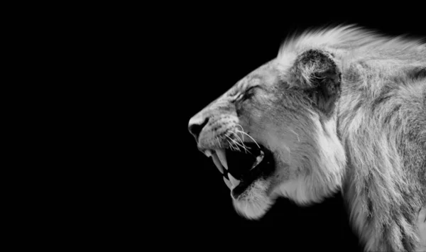 危险的愤怒狮子在黑色背景中咆哮 — 图库照片