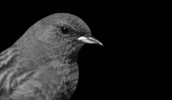 Cute Little Alpine Accentor Bird Face Black Background — Stock Photo, Image