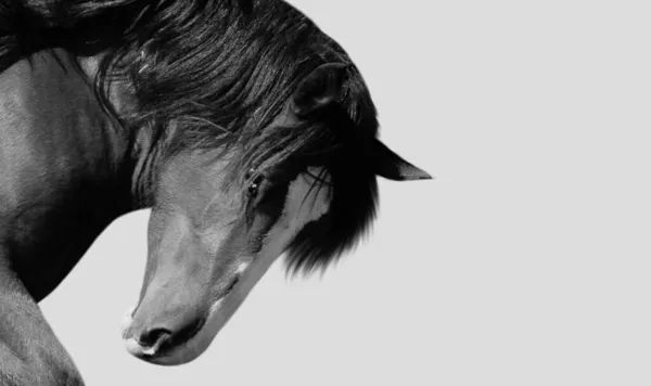 Zangado Cavalo Preto Fundo Branco — Fotografia de Stock