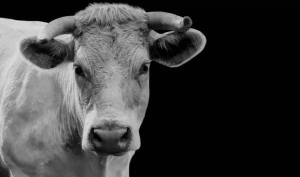 Cara Primer Plano Retrato Vaca Negra Blanca — Foto de Stock