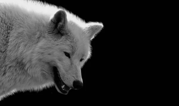 Angry White Wolf Gros Plan Sur Visage — Photo