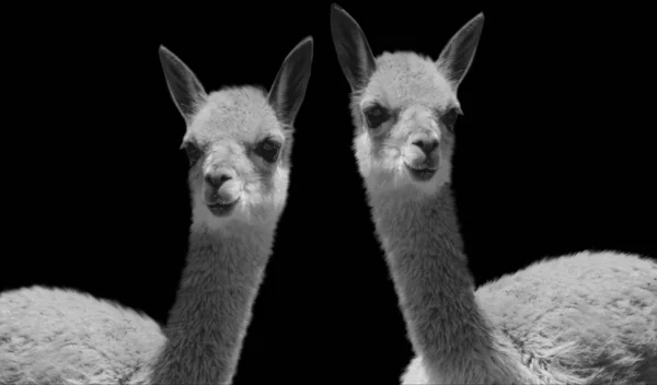 Två Vackra Alpaca Porträtt Svart Bakgrund — Stockfoto