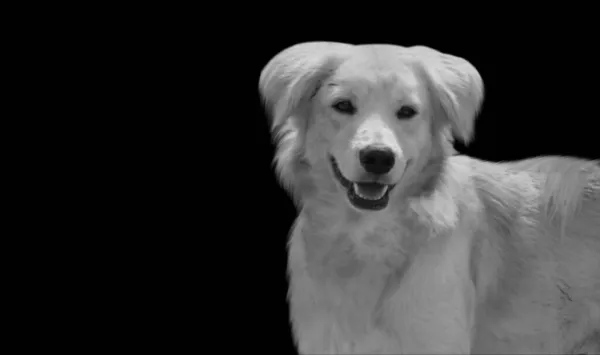 Siyah Arka Planda Şirin Beyaz Kokoni Köpek Kapanış Yüzü — Stok fotoğraf