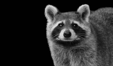 Siyah ve Beyaz Rakun Şirin Surat