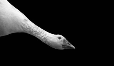 Güzel Kaz Kara Arkaplanda Aşağı Bakıyor