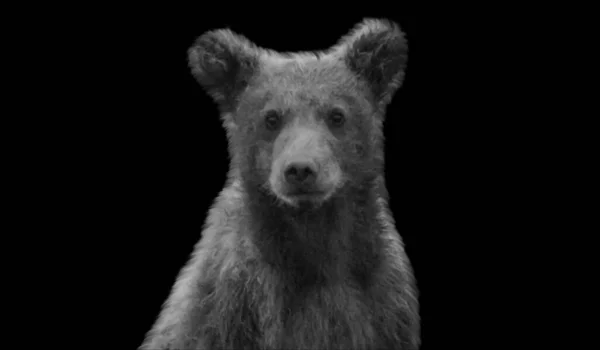 Χαριτωμένο Αρκουδάκι Πρόσωπο Στο Μαύρο Φόντο — Φωτογραφία Αρχείου