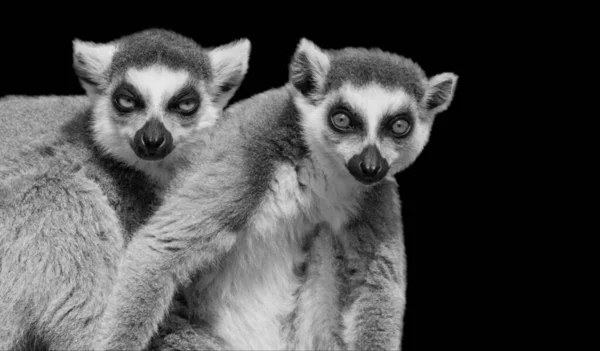 Dvě Lemur Monkey Sedí Tmavém Pozadí — Stock fotografie