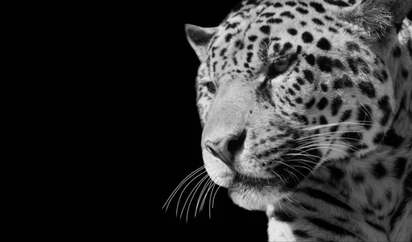 Niebezpieczne Gepard Zbliżenie Czarnym Tle — Zdjęcie stockowe