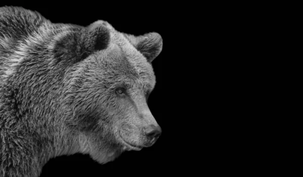 Black White Bear Κλείσιμο Στο Μαύρο Φόντο — Φωτογραφία Αρχείου