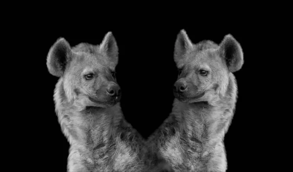 Two Dangerous Hyena Face Black Background — Stock Photo, Image