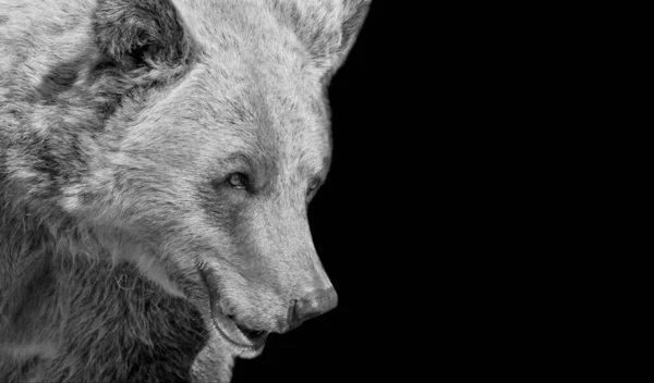 Duży Niedźwiedź Grizzly Zbliżenie Portret Czarnym Tle — Zdjęcie stockowe
