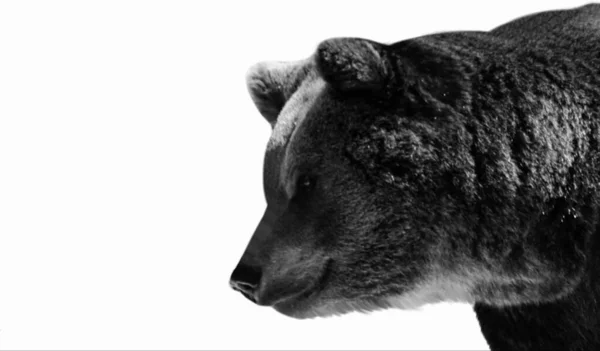Μαύρη Και Άσπρη Αρκούδα Απομονωμένη Στο Λευκό Φόντο — Φωτογραφία Αρχείου
