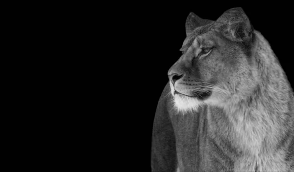 黒の背景に女性ライオンの肖像 — ストック写真