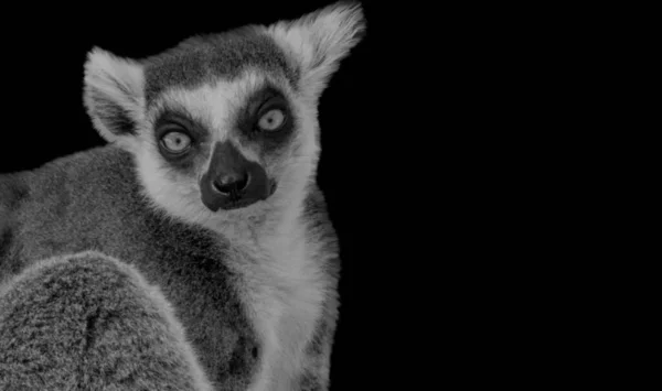 Sevimli Siyah Beyaz Lemur Surat — Stok fotoğraf