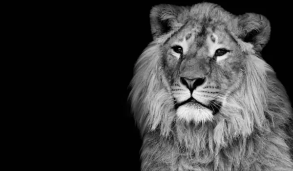 Black White Lion Portrait Face — Stock Photo, Image