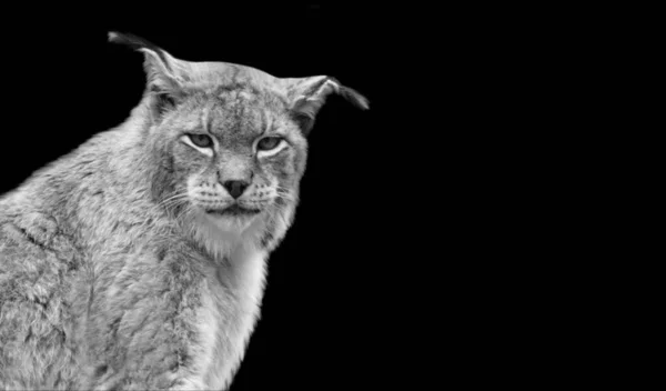 Černobílý Lynx Portrét Černém Pozadí — Stock fotografie