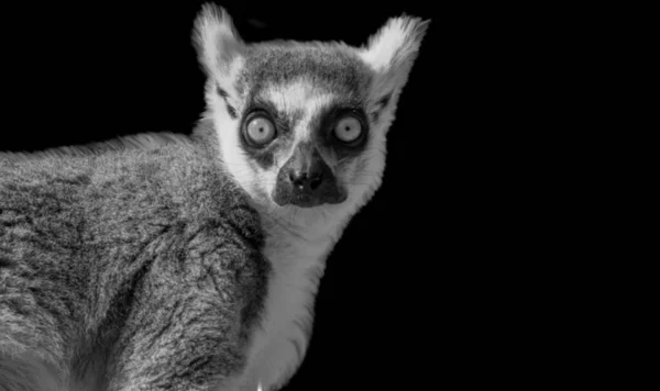 黑暗背景下的狐猴肖像脸 — 图库照片