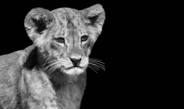 Roztomilý Lev Cub Closeup Tvář Černém Pozadí — Stock fotografie