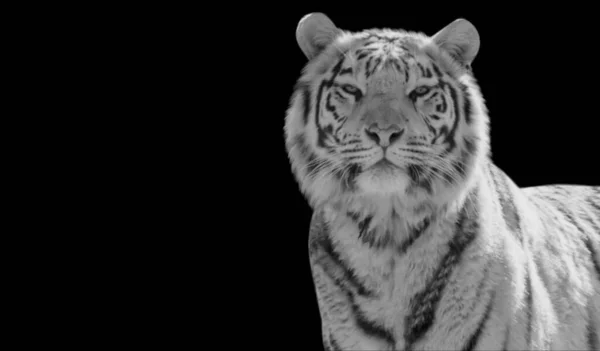 Dangerous Black White Tiger Portrait Face — Stock Photo, Image
