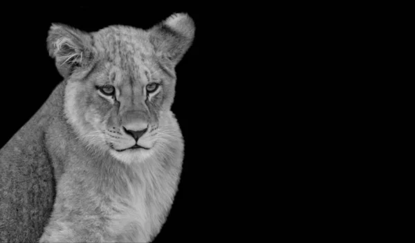 Lejonporträtt Den Mörka Bakgrunden — Stockfoto