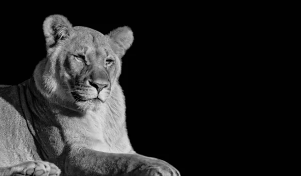 美丽的母狮子坐在黑色的背景上 — 图库照片