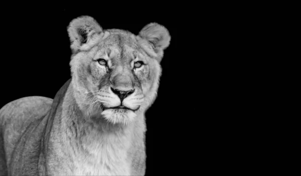 Lion Portrait Gros Plan Visage Dans Fond Noir — Photo