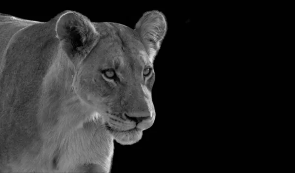 黑色背景 中危险的女狮子形象 — 图库照片