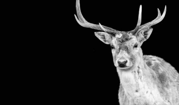 美しいビッグアントラーズ鹿の肖像画黒の背景 — ストック写真