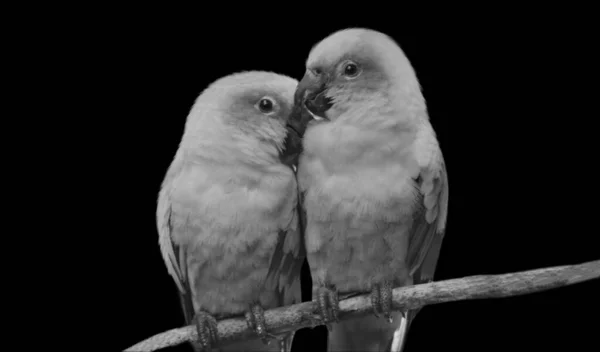 Dos Hermosos Loros Amor Sentados Rama Del Árbol —  Fotos de Stock