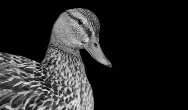 Lindo Manchado Pato Retrato Negro Fondo —  Fotos de Stock