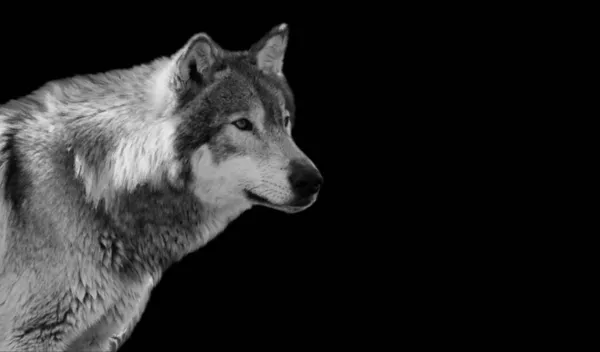 Siyah Arkaplanda Tehlikeli Kurt Portresi
