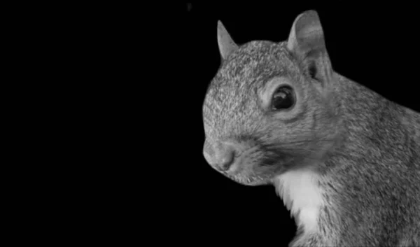 Siyah arka planda şirin küçük sincap surat.