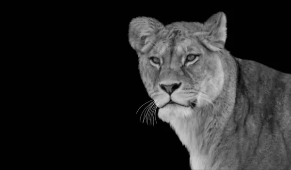 暗い背景で積極的な危険なライオンの閉鎖 — ストック写真