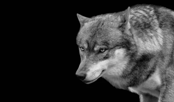 Negro Blanco Lobo Agresivo Cara Fondo Negro — Foto de Stock