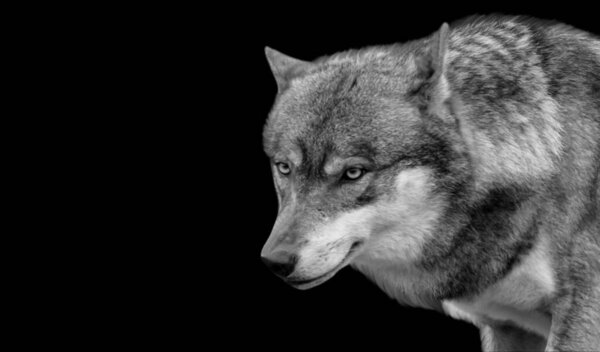 Black And White Wolf Aggressive Face On The Black Background