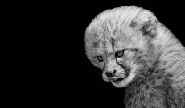 愤怒的猎豹幼崽在黑色背景上的脸 — 图库照片
