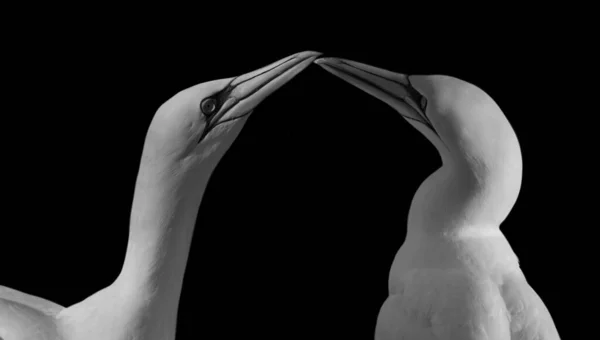 Két Fekete Fehér Északi Gannet Bird Játszik Fekete Háttér — Stock Fotó
